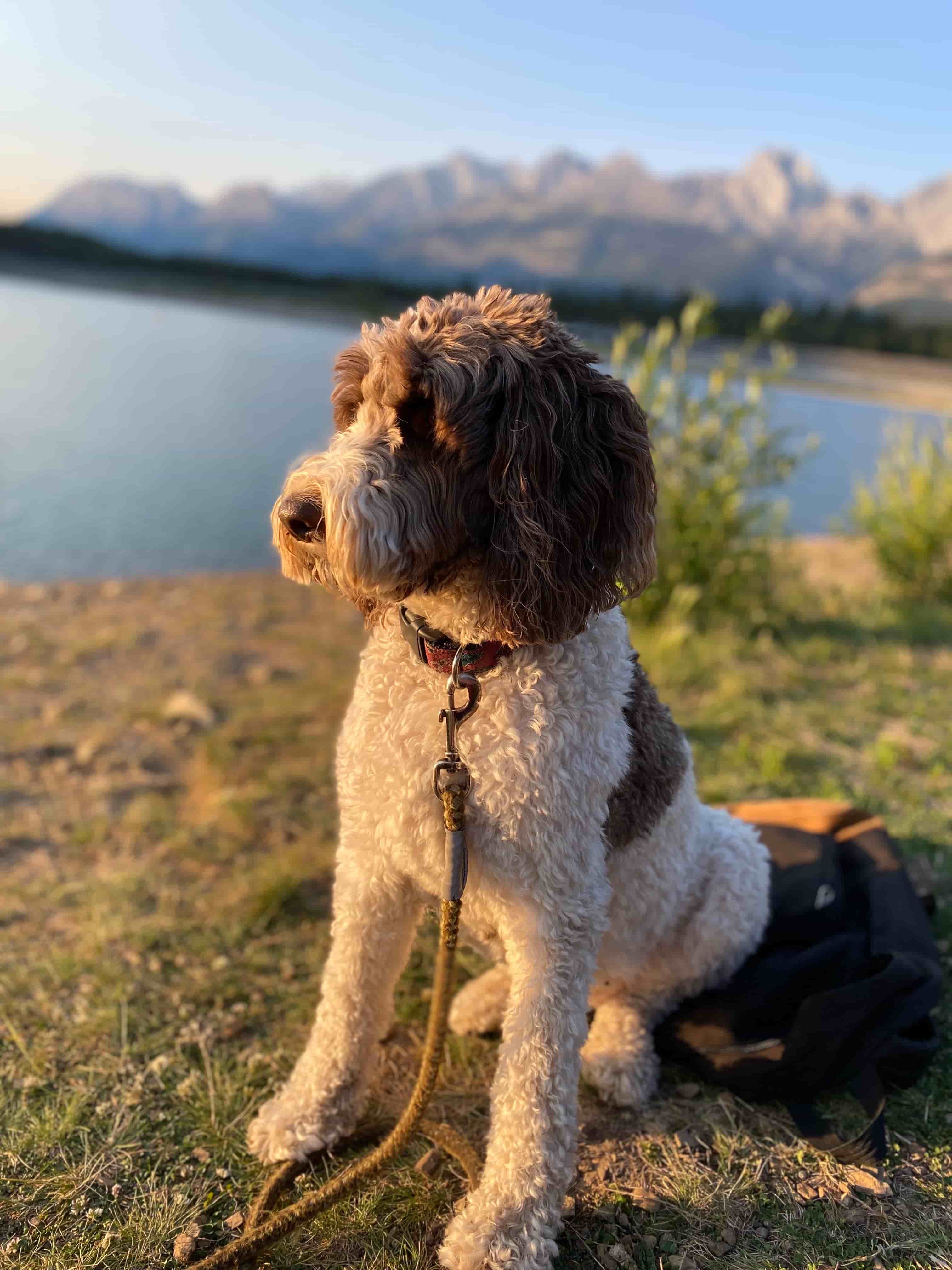 Ivy, co-chief of quality control